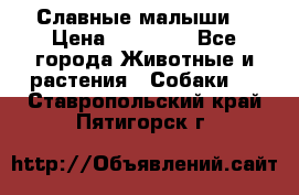 Славные малыши! › Цена ­ 10 000 - Все города Животные и растения » Собаки   . Ставропольский край,Пятигорск г.